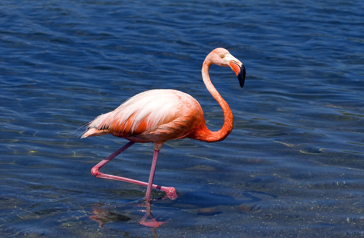 flamingo