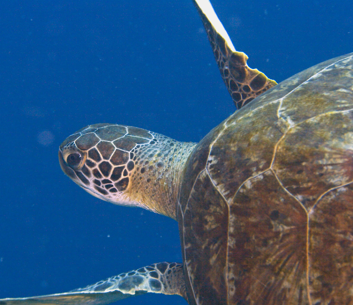 greenseaturtle