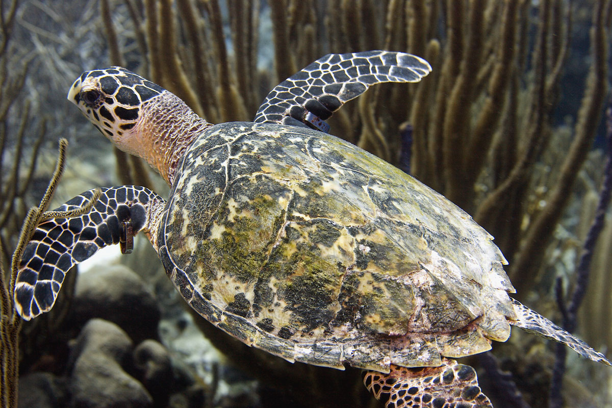 hawksbill